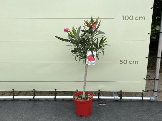 Rode Oleander op stam 80-100 cm