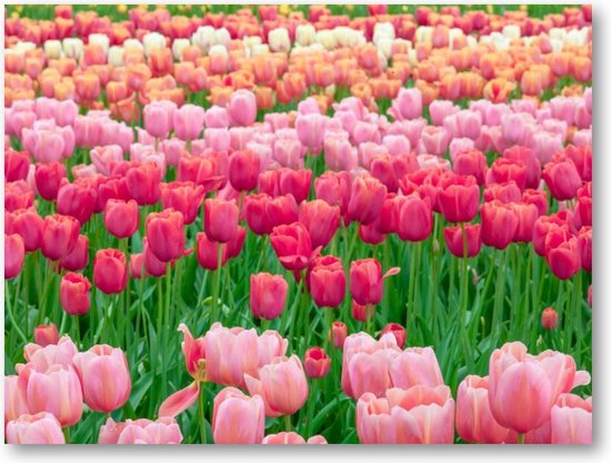 Tulpenveld in Nederland - 40x30 Canvas Liggend - Landschap - Natuur - Bloemen