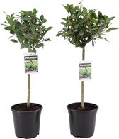 Kamerplanten van Botanicly – 2 × Laurier – Hoogte: 80 cm – Laurus Nobilis