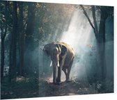 Olifant in oerwoud - Foto op Plexiglas - 60 x 40 cm