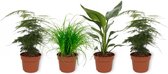 Set van 4 Kamerplanten - 2x Asparagus Plumosus & 1x Cyperus Zumula & 1x Strelitzia Reginae - ± 25cm hoog - 12cm diameter