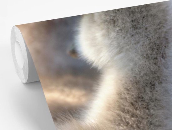 Papier peint Papier peint photo vinyle - Câlins bébés cygnes largeur 360 cm x hauteur 240 cm - Tirage photo sur papier peint (disponible en 7 tailles)