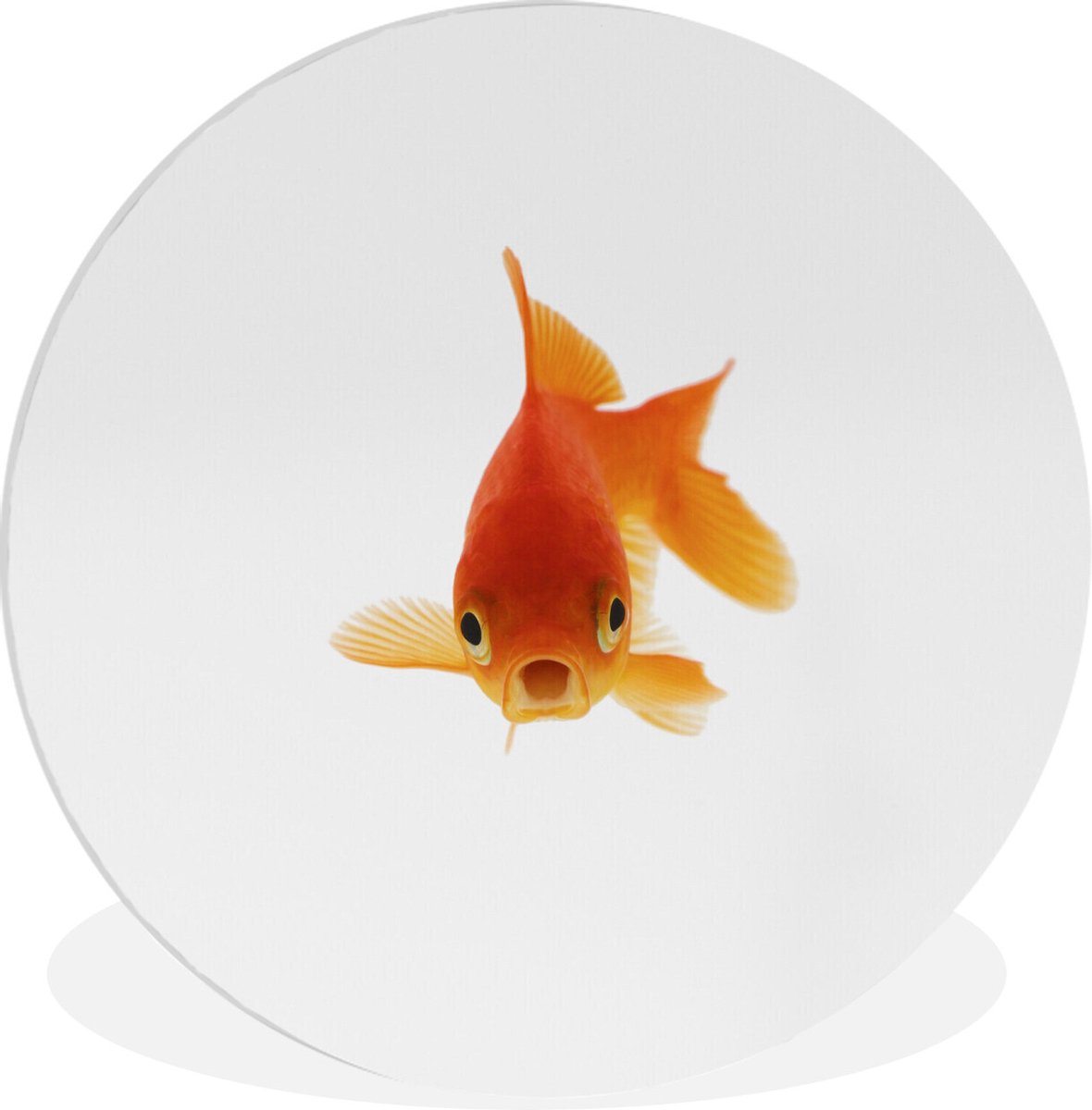 Assiette. Maquereau, Poisson Rouge. Thon. Plaque Blanche Sur Table