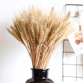 Gedroogd Tarwe Gras Decoratie voor binnenhuis -  - 100pcs Raw color