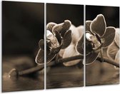 Peinture sur verre d'orchidée | Sépia, Marron | 120x80cm 3 Liège | Tirage photo sur verre |  F001919