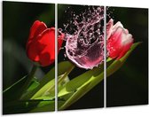 Peinture sur verre tulipe | Rouge, noir, vert | 120x80cm 3 Liège | Tirage photo sur verre |  F005585