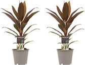 FloriaFor - Duo 2x Cordyline Rumba - - ↨ 40cm - ⌀ 12cm