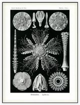 Cidaris - Echinidea (Kunstformen der Natur), Ernst Haeckel - Foto op Akoestisch paneel - 120 x 160 cm