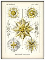Xiphacantha - Acanthometra (Kunstformen der Natur), Ernst Haeckel - Foto op Akoestisch paneel - 120 x 160 cm