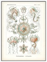 Carmaris - Trachomedusae (Kunstformen der Natur), Ernst Haeckel - Foto op Akoestisch paneel - 90 x 120 cm