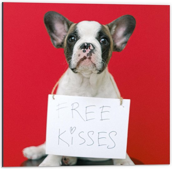 Dibond - Bulldog op Rode Achtergrond met ''Free Kisses'' Bord - 50x50cm Foto op Aluminium (Wanddecoratie van metaal)