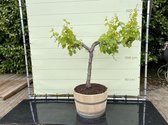 Druivenboom -  Vitis Vinifera - Op oude stam in wijnvat - Stamomvang ⌀ 18-22cm - Hoogte  110-130cm
