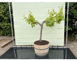 Druivenboom -  Vitis Vinifera - Op oude stam in wijnvat - Stamomvang ⌀ 18-22cm - Hoogte  110-130cm
