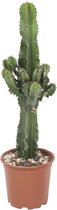FloriaFor - Asparagus Setaceus ‘Plumosus’ In Sierpot Vibes Fold Rond (botergeel) - - ↨ 28cm - ⌀ 14cm
