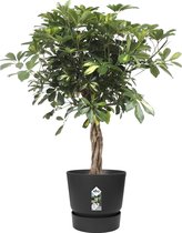 FloriaFor - Schefflera Arboricola Gold Capella In Elho® Greenville Pot - - ↨ 100cm - ⌀ 27cm