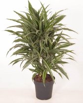 Kamerplant van Botanicly – Drakenboom – Hoogte: 90 cm – Dracaena derem. Warneckei