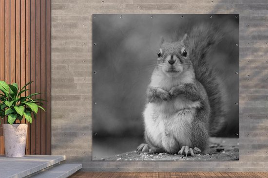 Poster Jardin écureuil vue rapprochée - noir et blanc - 200x200 cm - Toile jardin - Poster extérieur