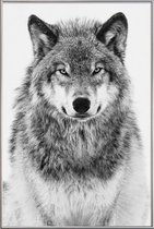 JUNIQE - Poster met kunststof lijst Winterwolf -20x30 /Grijs