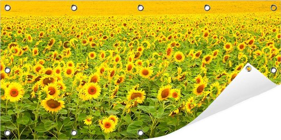 Tuinposter Zonnebloemen (Zonnebloemveld) 100 x 50 cm incl. Metalen ringen - (Buitenposter - Tuindoek - Buitencanvas - Schilderijen voor buiten - tuin decoratie)