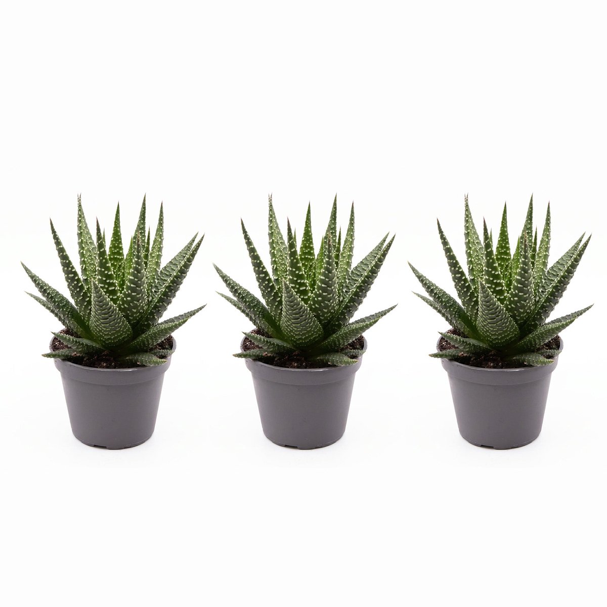Haworthia Gasworthia - Mini vetplant - Potmaat 5,5 cm
