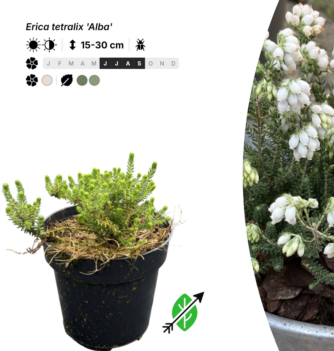 Singleplants - 6x Erica tetralix 'Alba' - Pot P9,5 - bodembedekker - winterhard tot -20°C