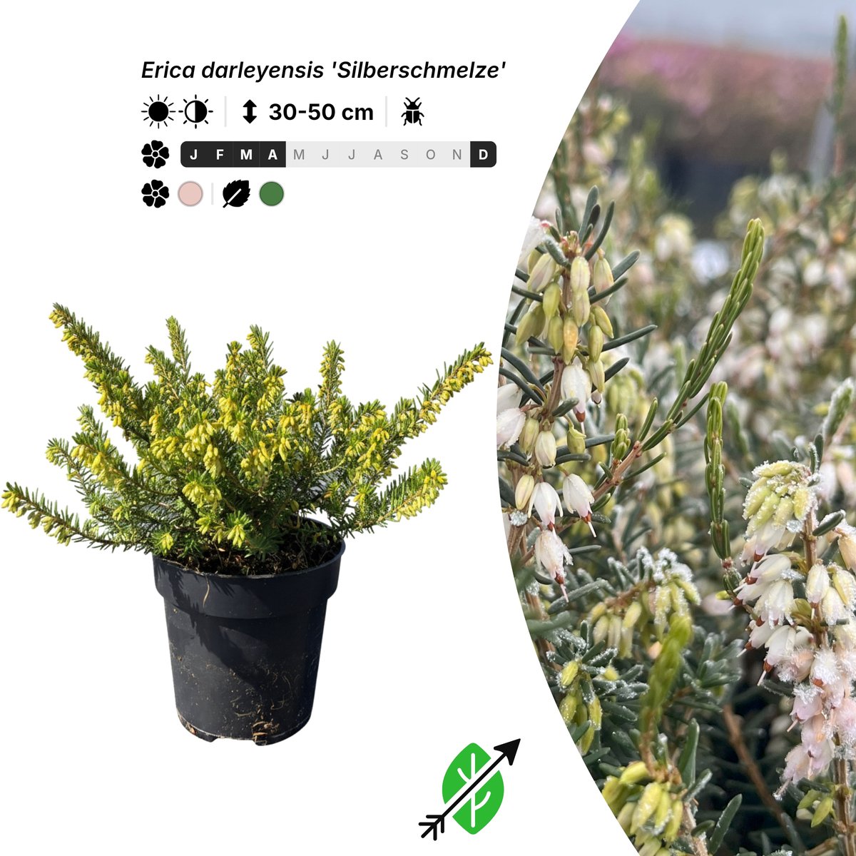 Singleplants - 10x Erica darleyensis 'Silberschmelze' - Pot P9,5 - bodembedekker - winterhard tot -20°C