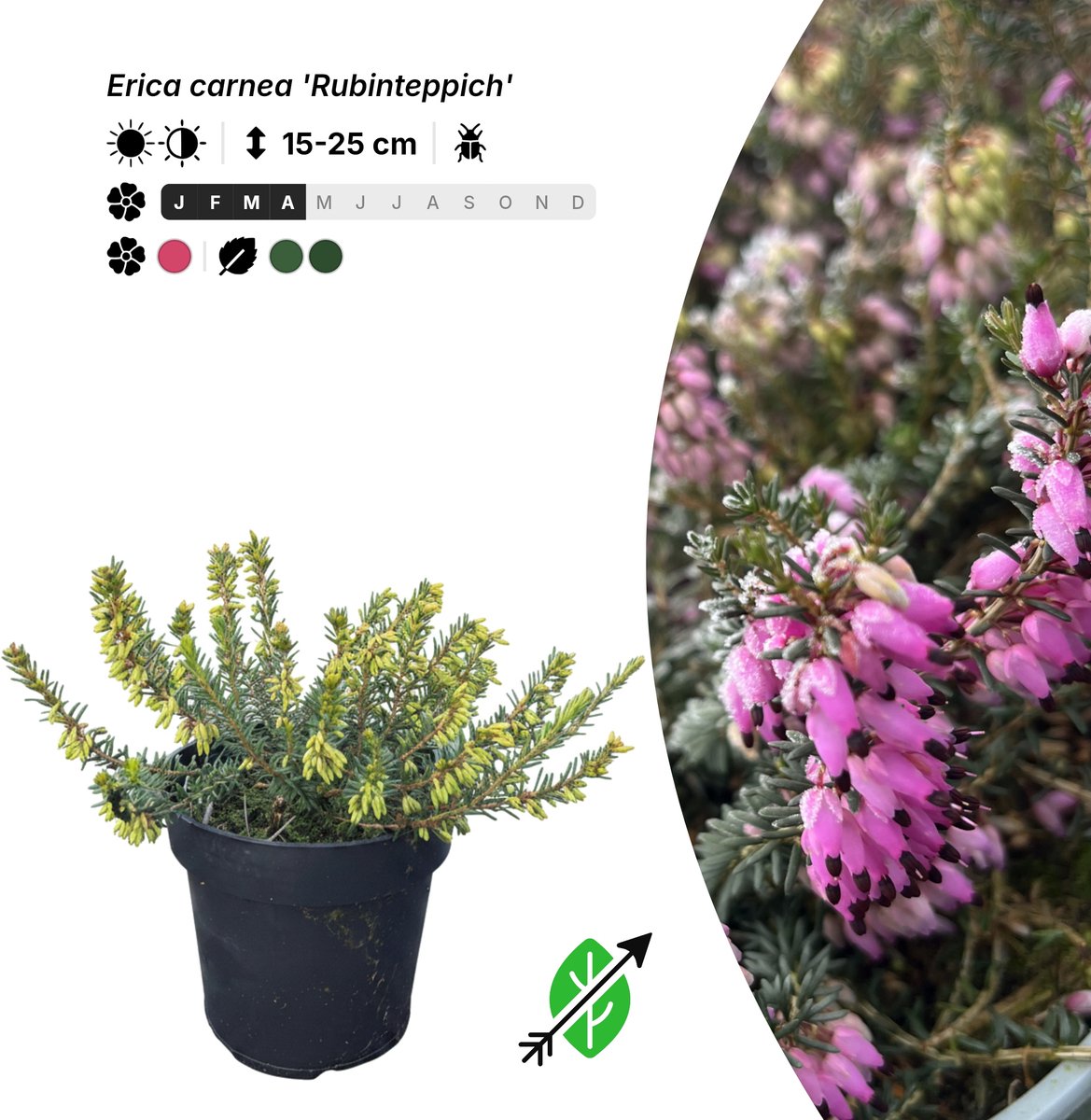Singleplants - 20x Erica carnea 'Rubinteppich' - Pot P9,5 - bodembedekker - winterhard tot -30°C