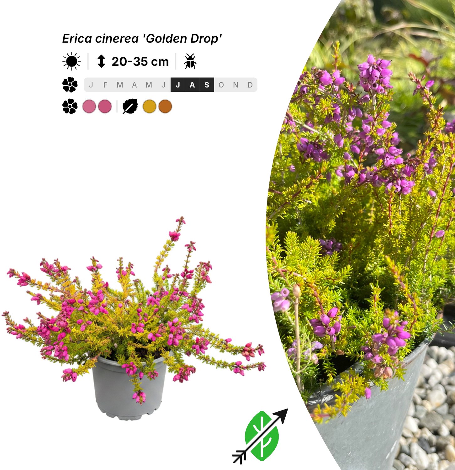 10x Erica cinerea 'Golden Drop' - Pot P10,5 - bodembedekker - winterhard tot -15°C - Singleplants