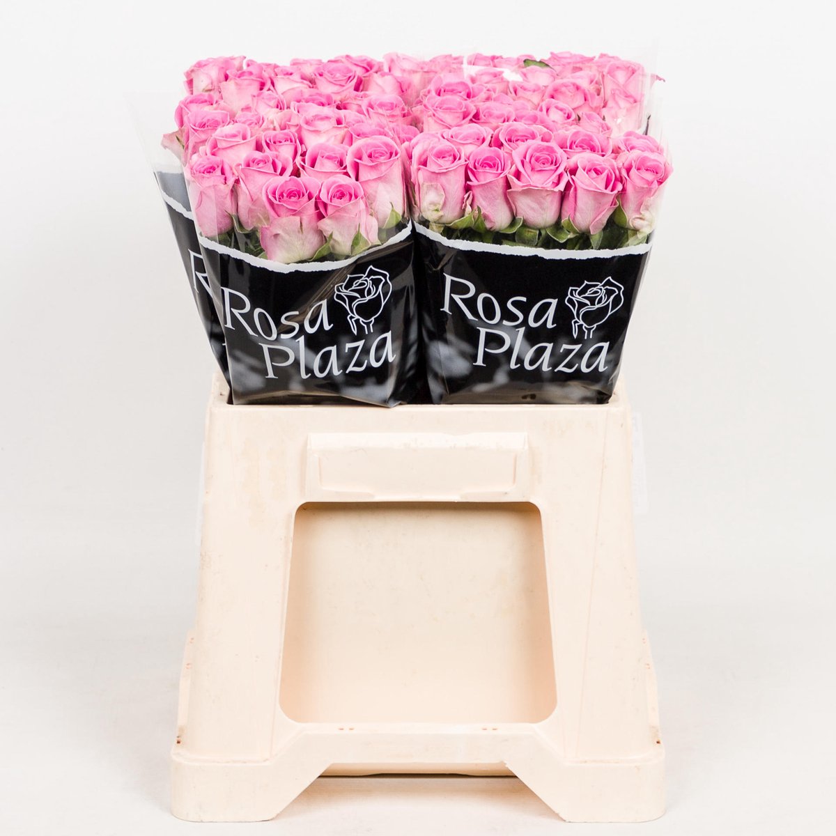 10x Rosa aqua! 60cm