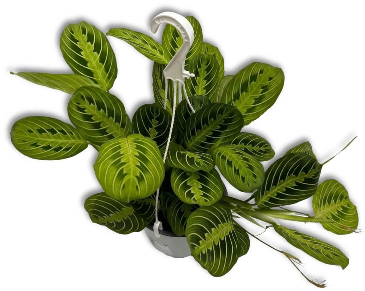 Maranta Leuconeura 'Fascinator' Lemon Lime in Hangpot (Gebedsplant) - Ø15cm - 40cm