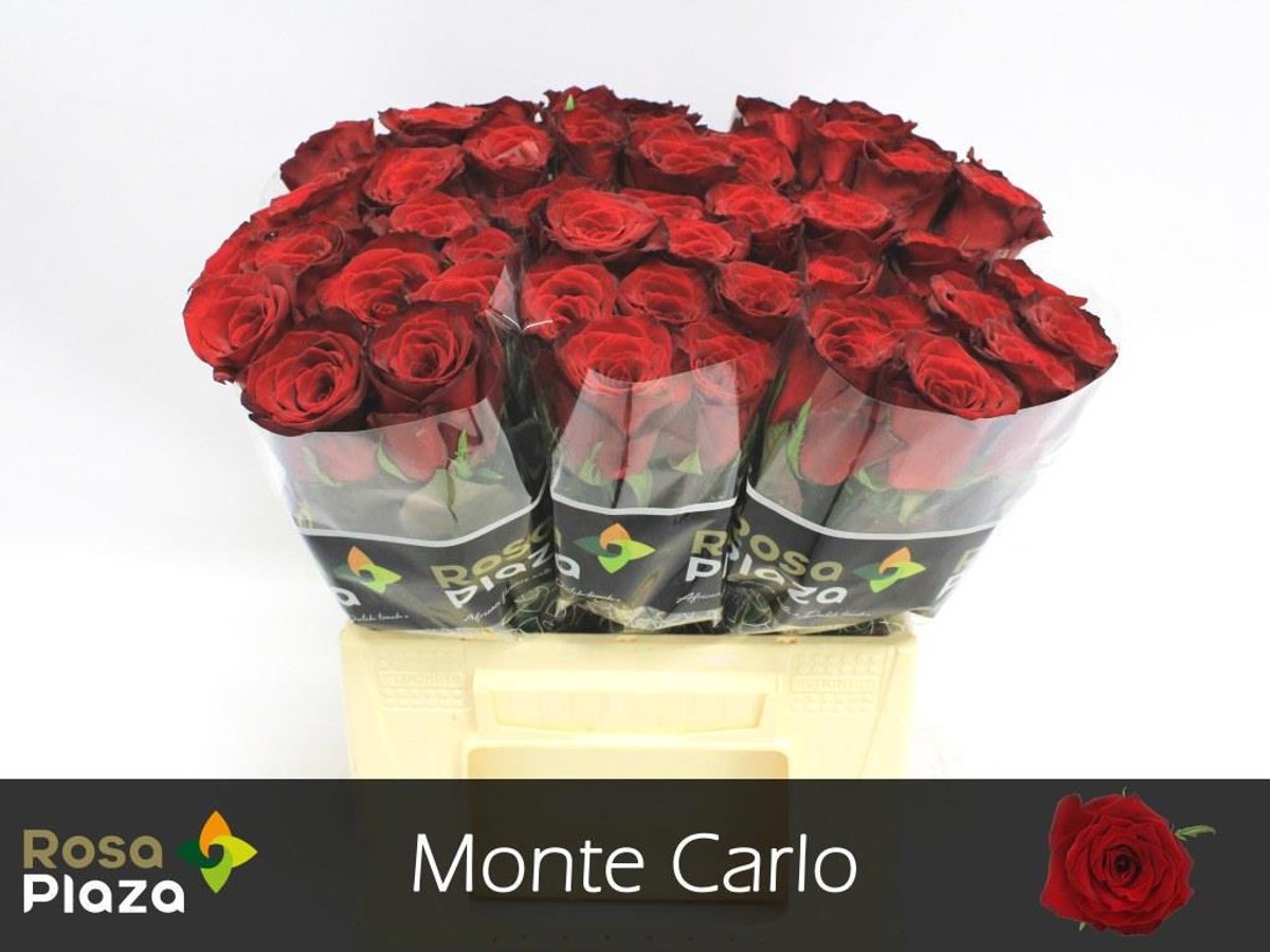 20x Rosa monte carlo 40cm