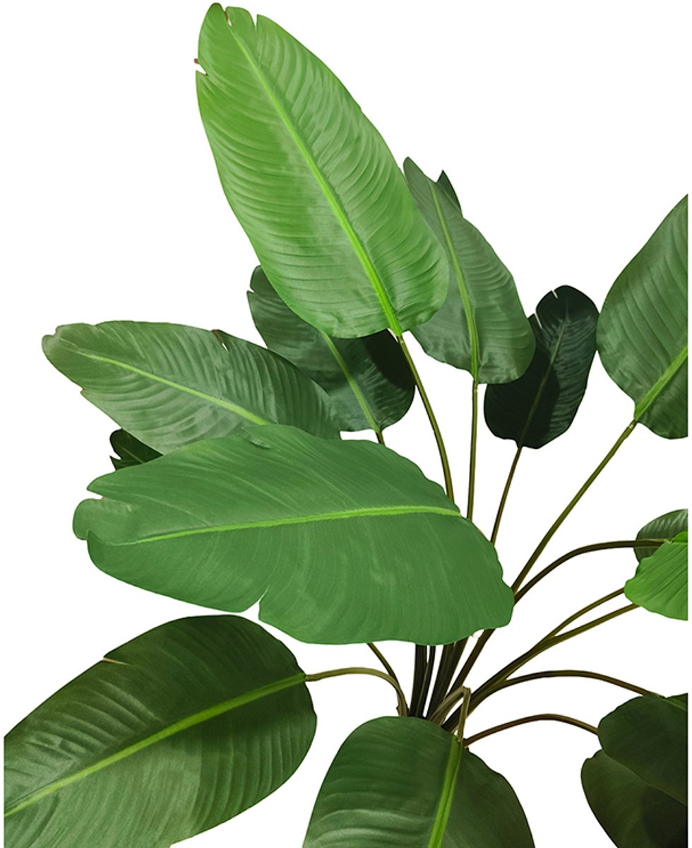 Travellers Palm Tree 180cm