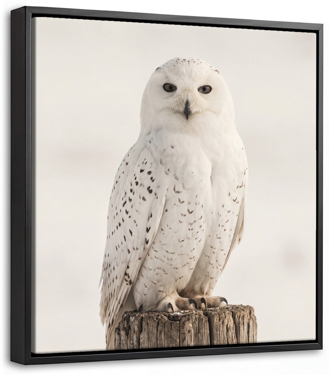 Canvas Schilderij met Baklijst 20x20cm - Sneeuwuil - Paal - Winter - Portret - Majestueus - Muurdecoratie woonkamer - Slaapkamer decoratie - Kamer accessoires - Schilderijen op canvas met lijst