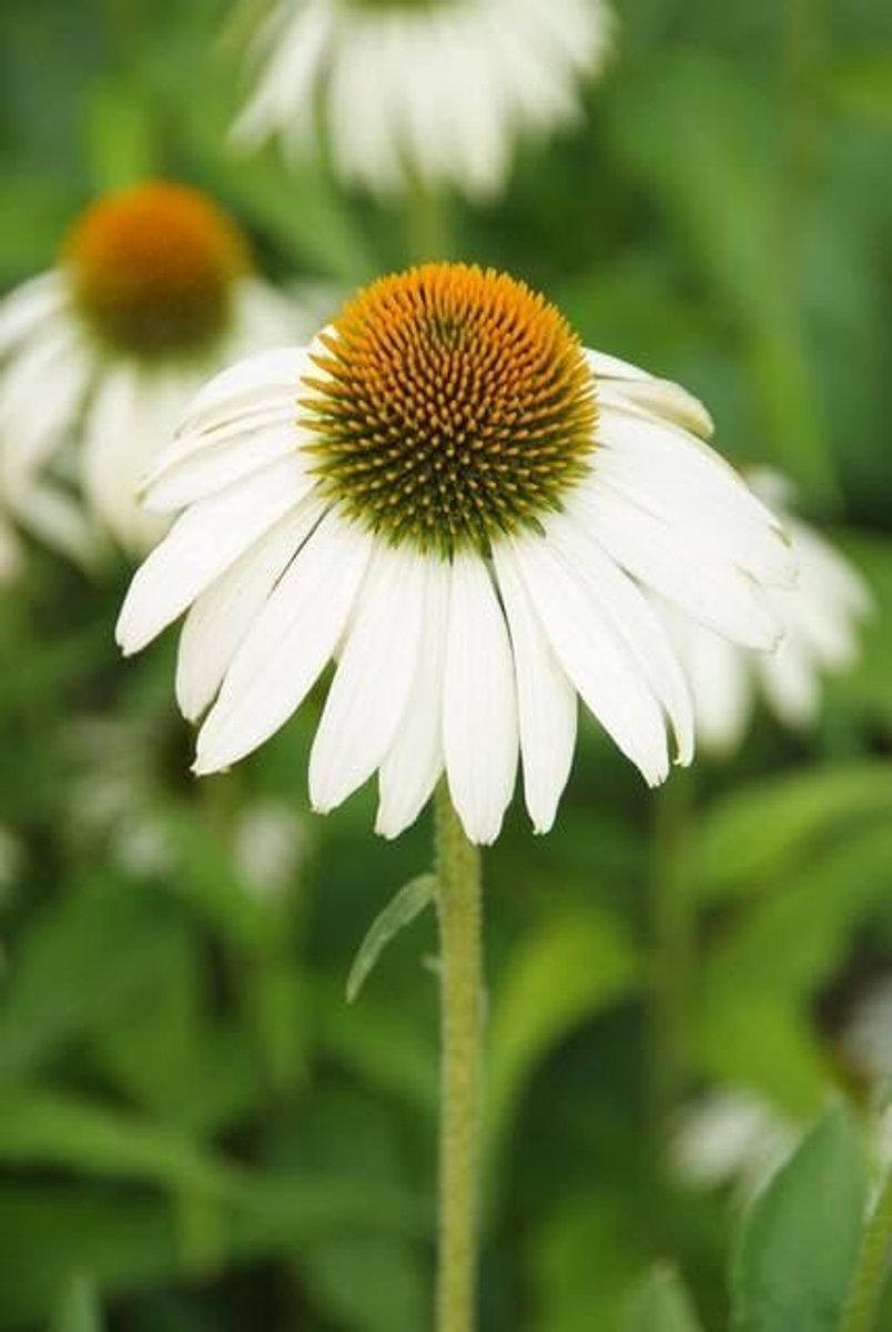 - Echinacea p. 'White Swan' - 6 stuks - Zonnehoed - Winterhard - Hoogte 10-30 cm - Potmaat Ø9cm