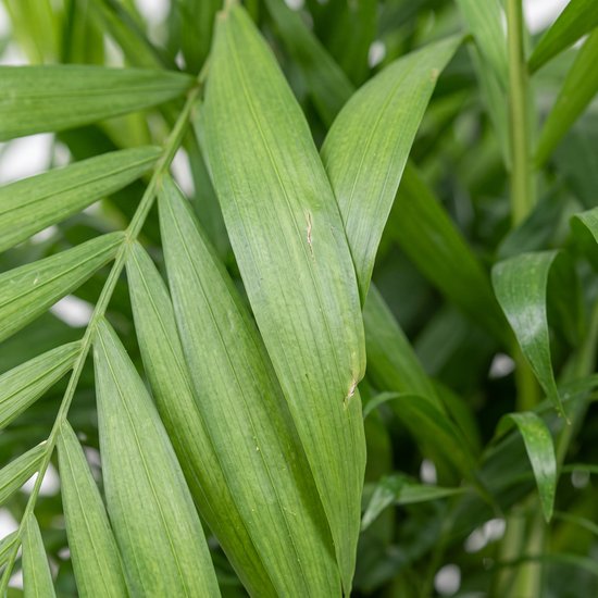Close-up van de felgroene, vederachtige bladeren van een Chamaedorea Elegans palm.