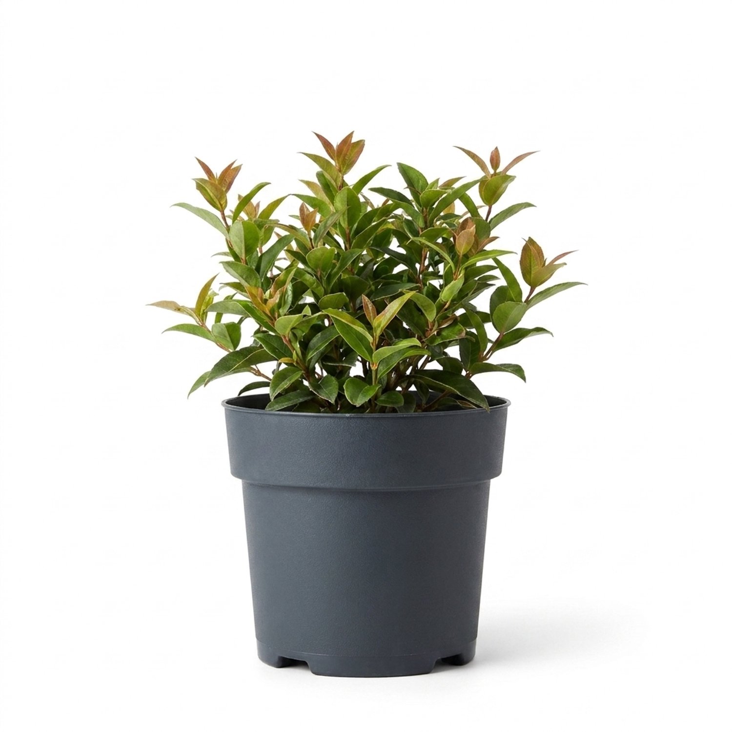 Bloomique - Leucothoe Axillaris Lovita - Druifheide - Heester - Tuinplanten - Compact - Rode winterkleur - Winterhard - Ook voor schaduw - Hoogte 20-25 cm - Pot 17 cm