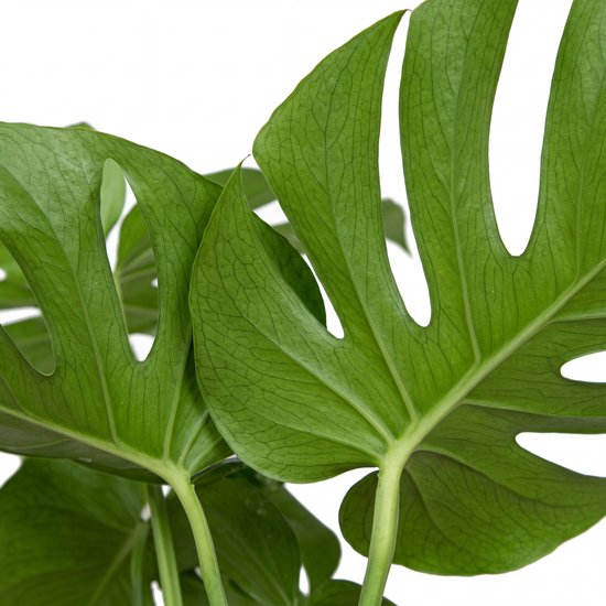 Close-up van glanzende, diepgroene Monstera-bladeren met kenmerkende gaten en gedetailleerde nerven.