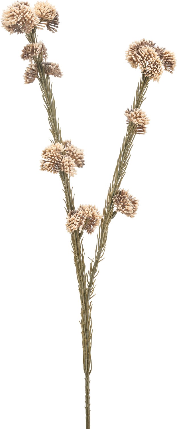 Easyplants | Kunstbloem Ozothamnus diosmifolius 57 cm creme/bruin | Zijde | Nepbloemen | bruin | Onderhoudsvrij | Kant-en-klaar