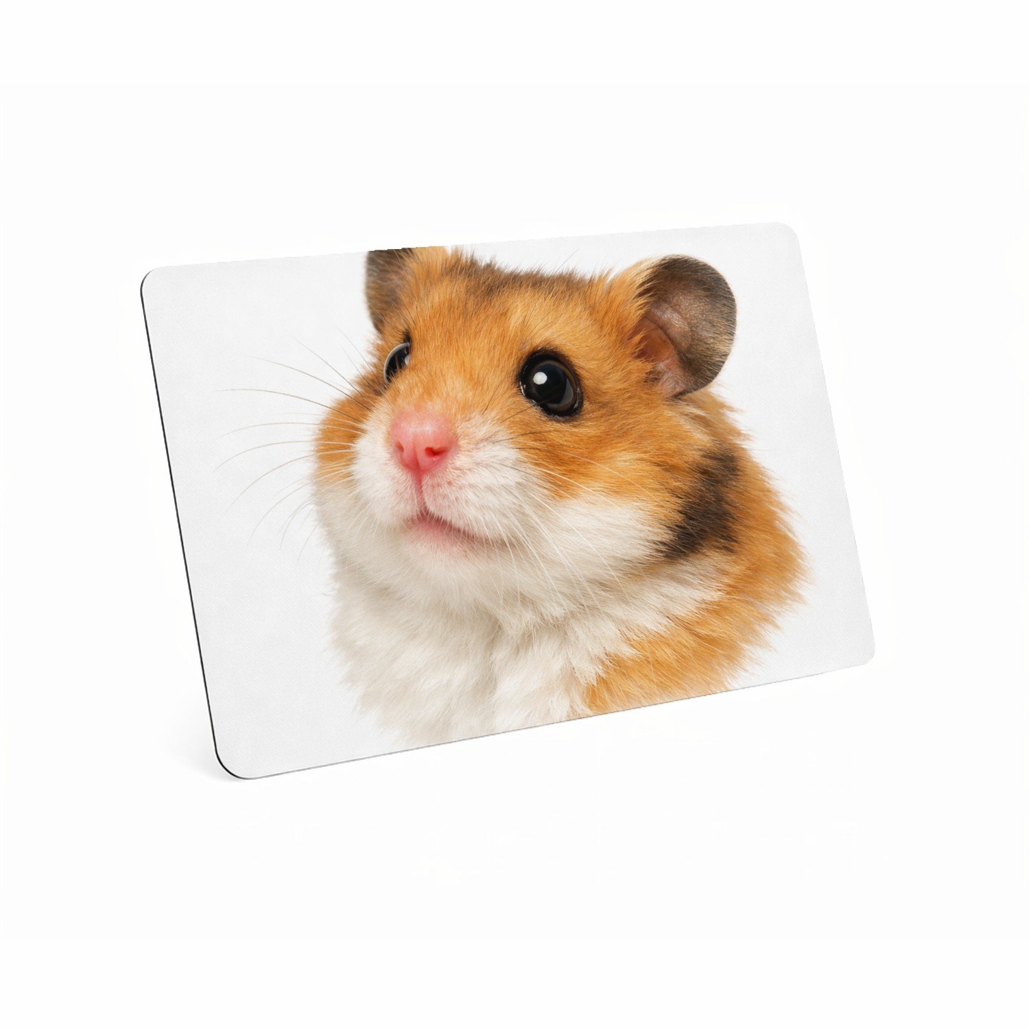 Mr Cadeautjes MDF magnetische fotolijst 28 x 19 - design Monumentaal huisdierportret met warme close-up en diepe donk | cadeau Wit