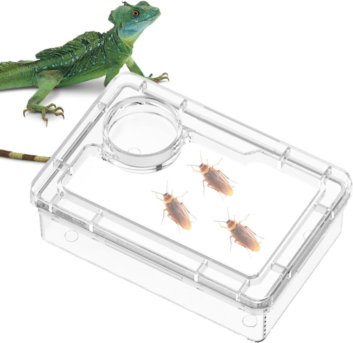 Waterschaal - Reptielen voerbak resistente container