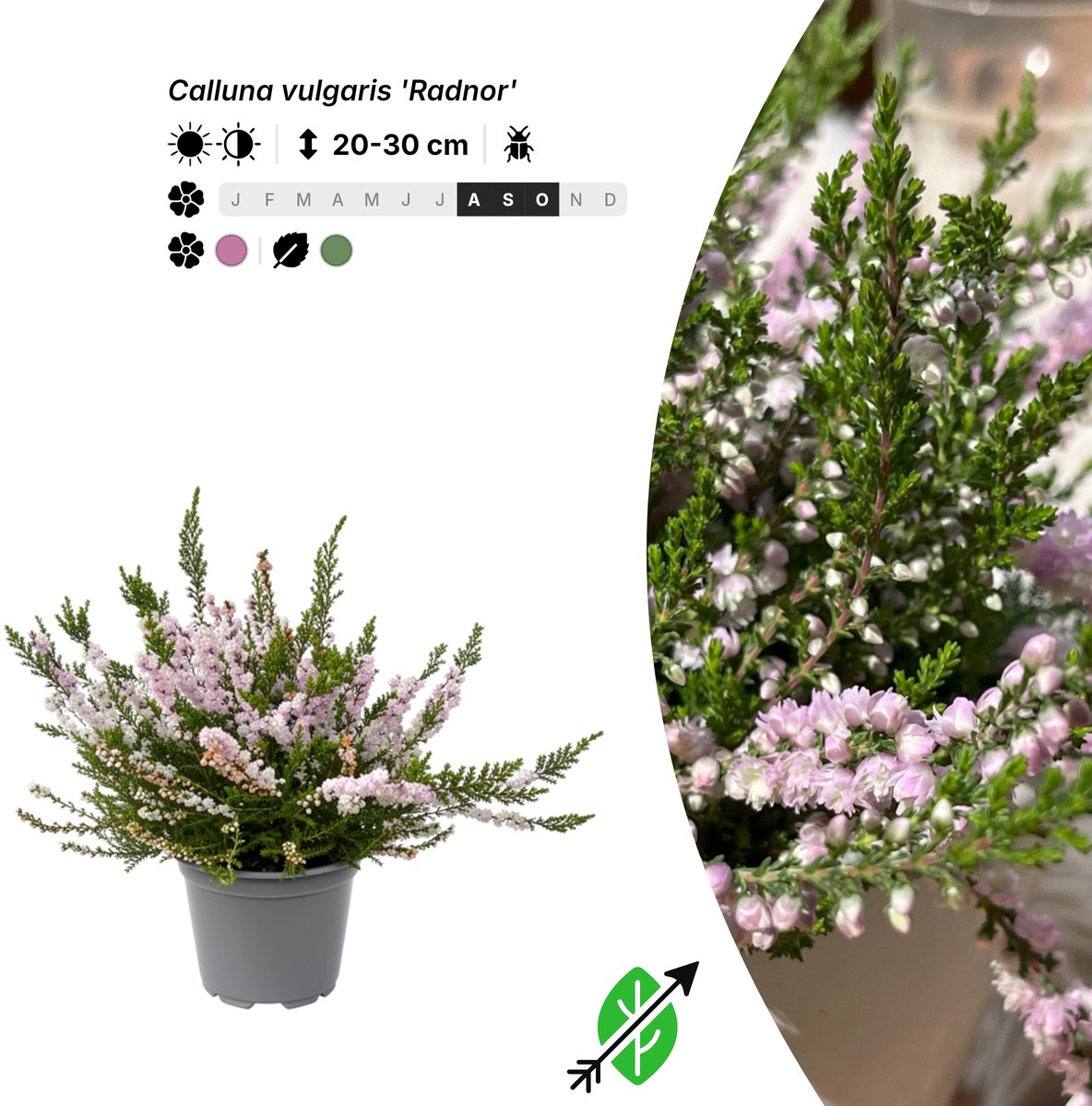 Singleplants - 6x Calluna vulgaris 'Radnor' - Pot P10,5 - bodembedekker - in bloeiperiode