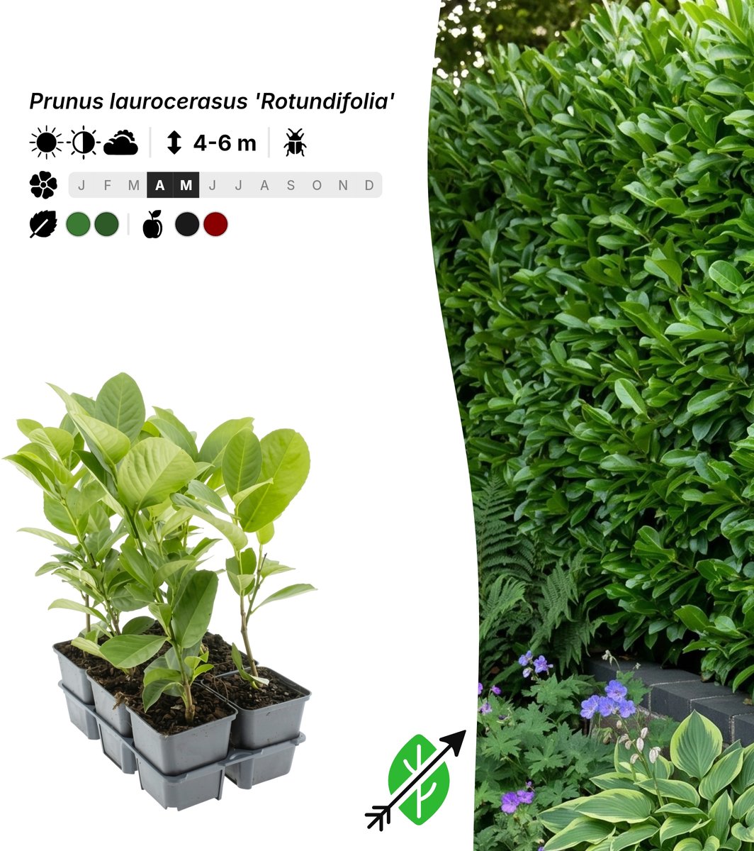 Singleplants - 12x Prunus laurocerasus 'Rotundifolia' - Pot P9 - haagplant - winterhard tot -20°C