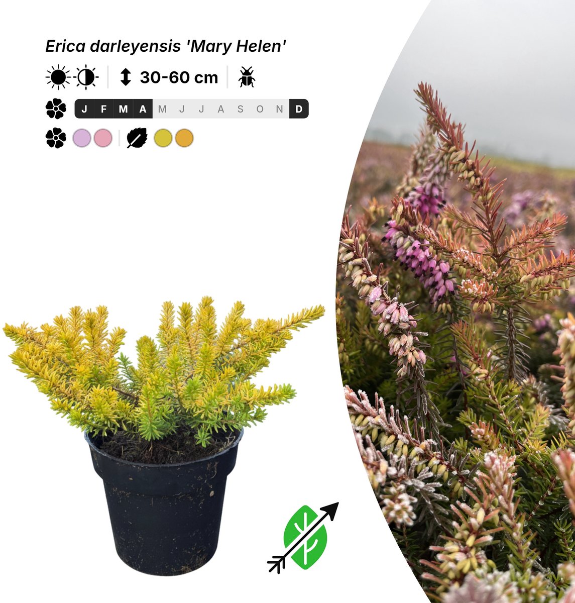 Singleplants - 20x Erica darleyensis 'Mary Helen' - Pot P9,5 - bodembedekker - winterhard tot -15°C