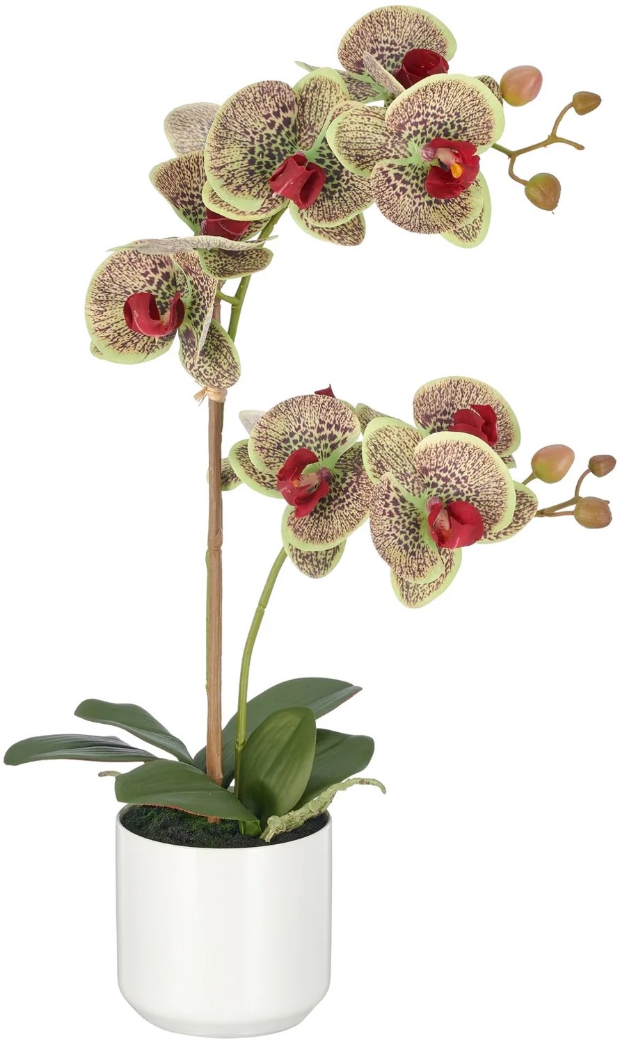 KOPU® Kunstorchidee 58 cm - Groen-rood - Witte pot - Phalaenopsis