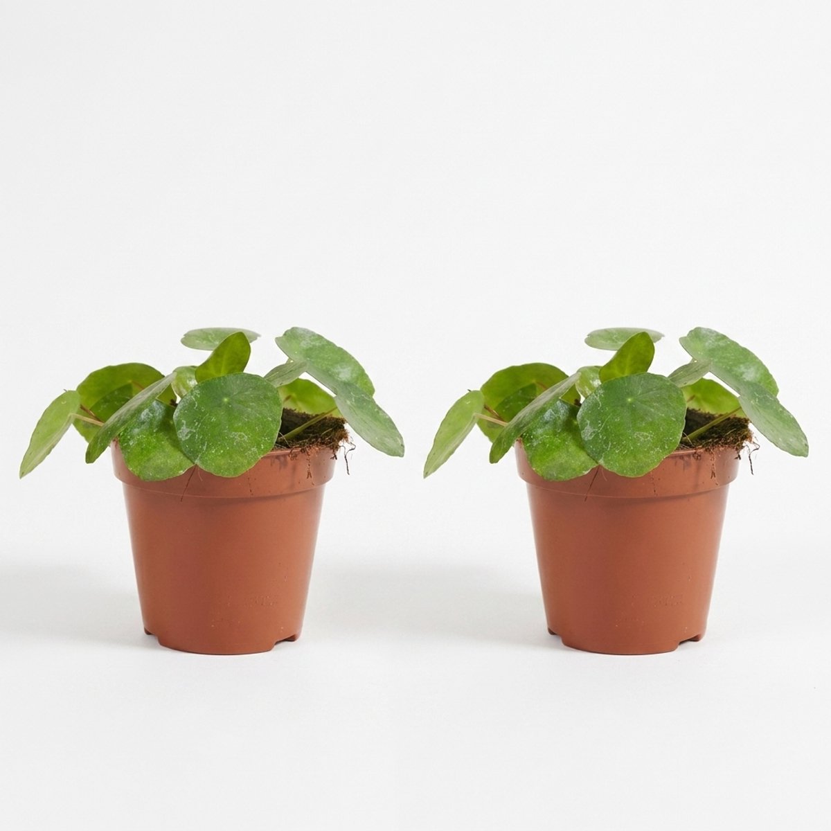 Bloomique - Set van 2 - Pilea Peperomioides Sugar - Pannenkoekenplant - Kamerplanten - Gemakkelijk te verzorgen - 10-20 cm hoog - 12 cm pot