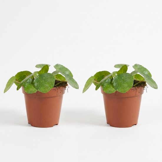 Bloomique - Set van 2 - Pilea Peperomioides Sugar - Pannenkoekenplant - Kamerplanten - Gemakkelijk te verzorgen - 10-20 cm hoog - 12 cm pot