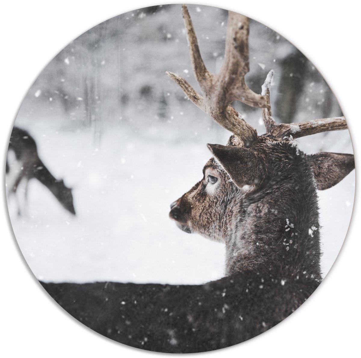 Label2X - Muurcirkel winterhert - Ø 70 cm - Dibond - Multicolor - Wandcirkel - Rond Schilderij - Muurdecoratie Cirkel - Wandecoratie rond - Decoratie voor woonkamer of slaapkamer