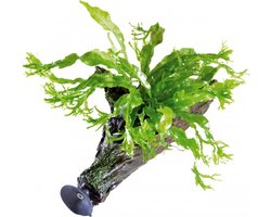 Aquafleur Zweef Hout met Microsorum Windelov | Javavaren | Extra Small Waterplant