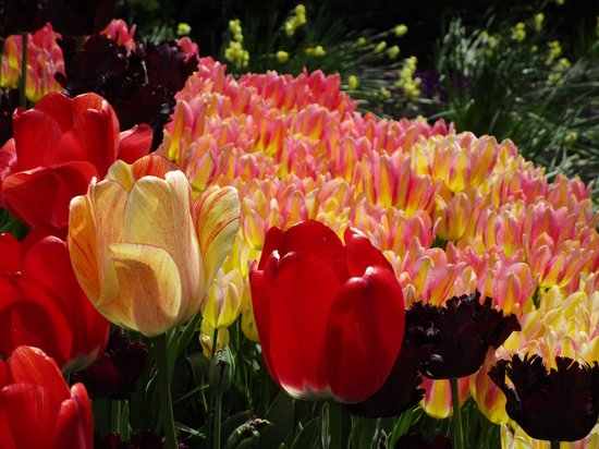 Vancouver's Spring Flowers - cover