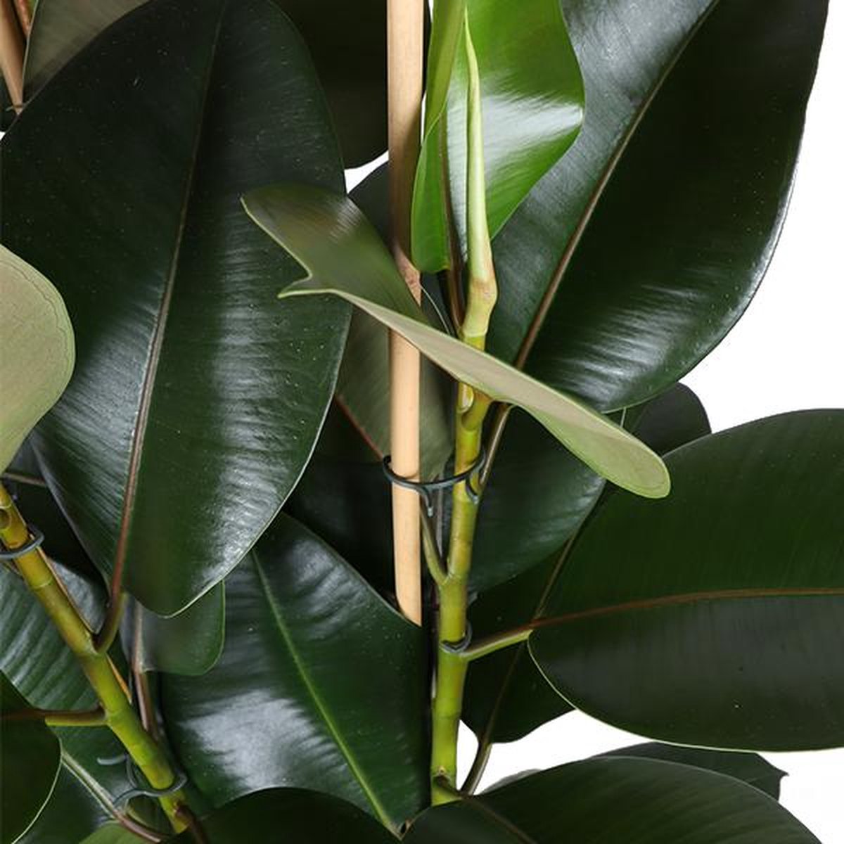 Ficus Elastica Robusta Ø27cm - 115cm in Boule OLIJF pot